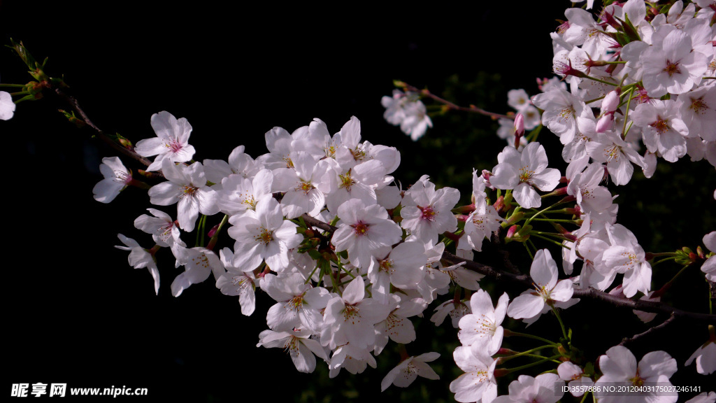 樱花