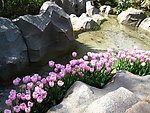 郁金香