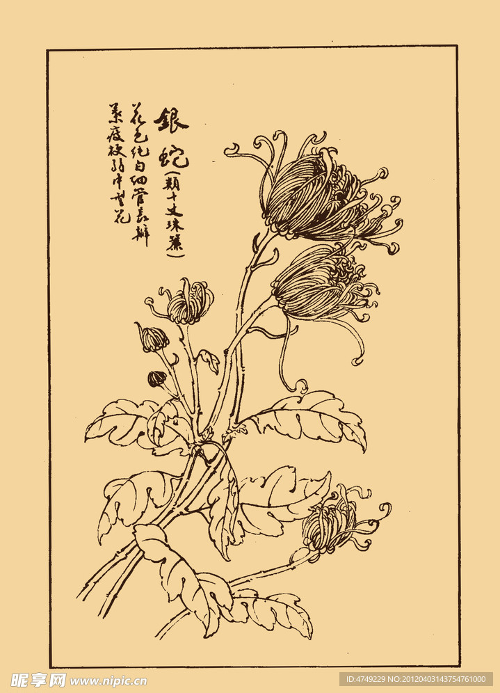 菊花