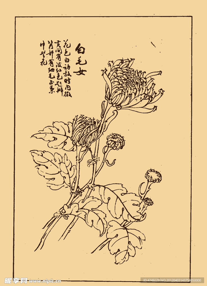 菊花