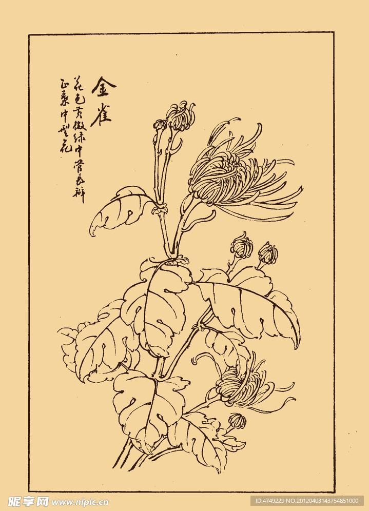 菊花