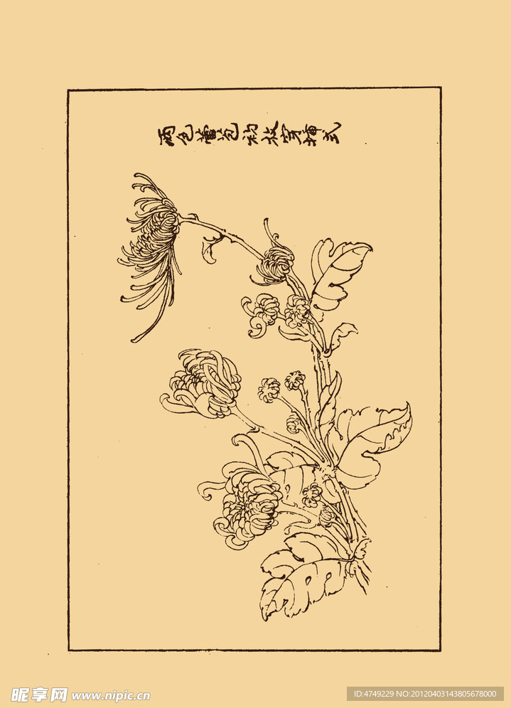 菊花