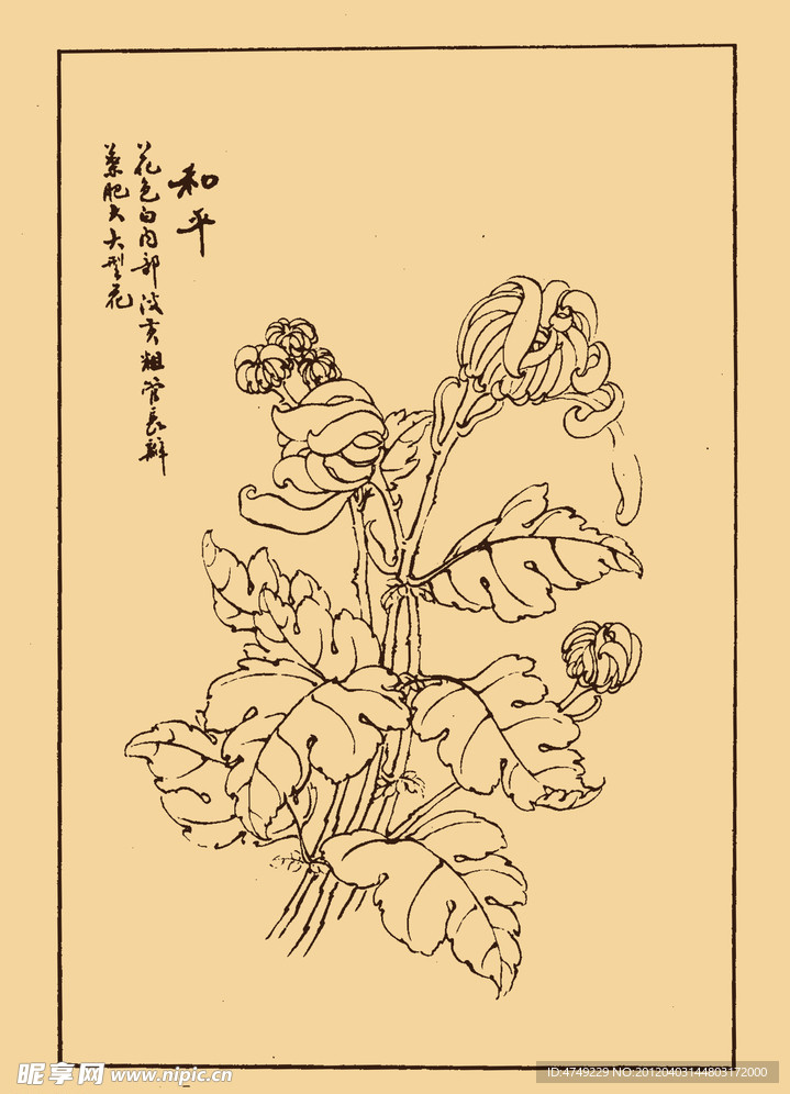 菊花