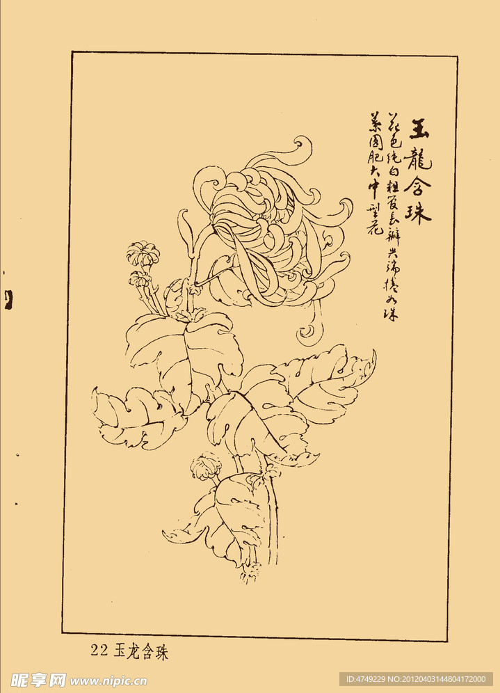 菊花