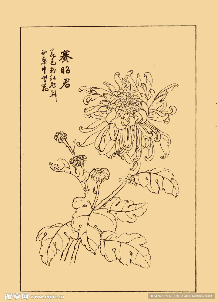 菊花