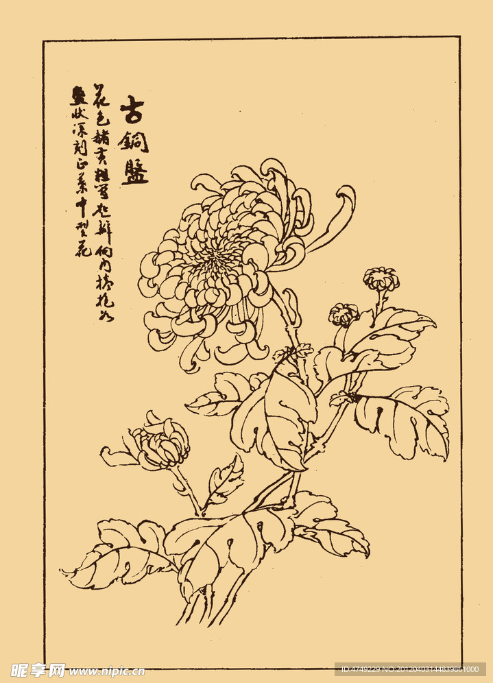 菊花