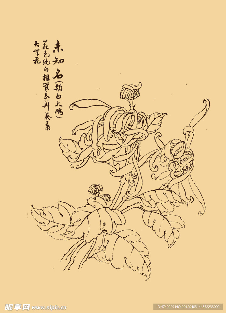 菊花