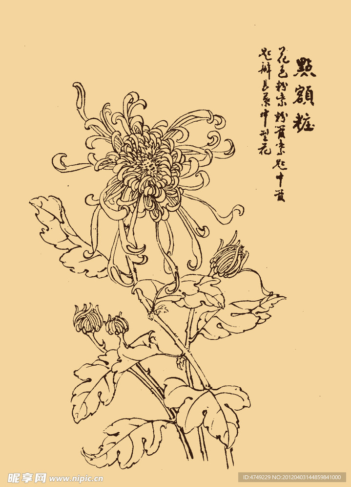 菊花