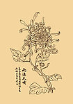 菊花