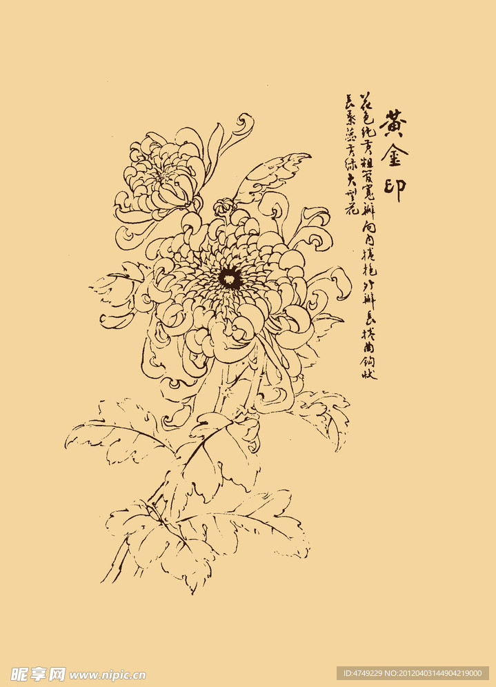 菊花