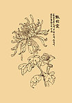 菊花
