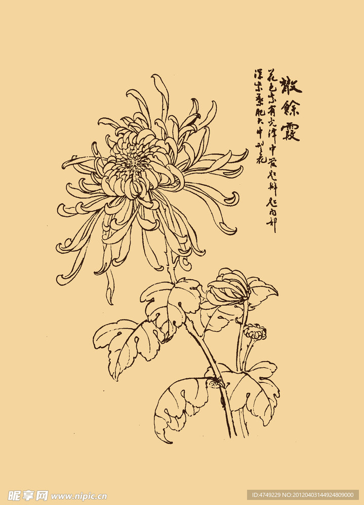 菊花