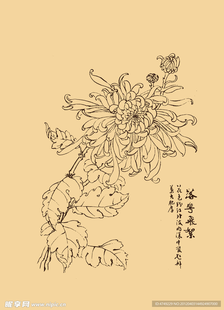 菊花