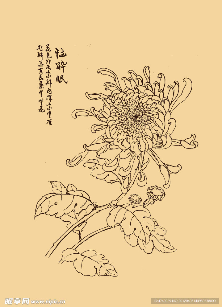 菊花