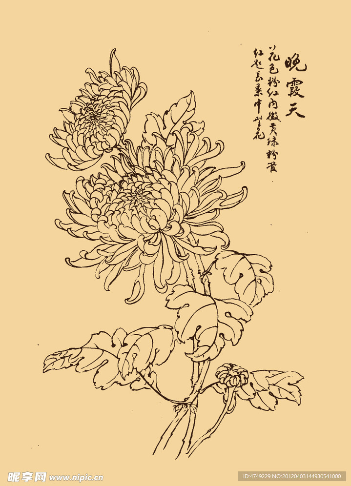 菊花