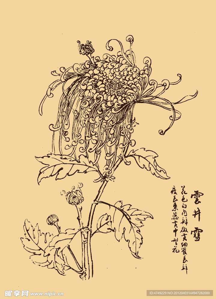 菊花