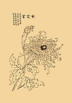 菊花