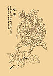 菊花