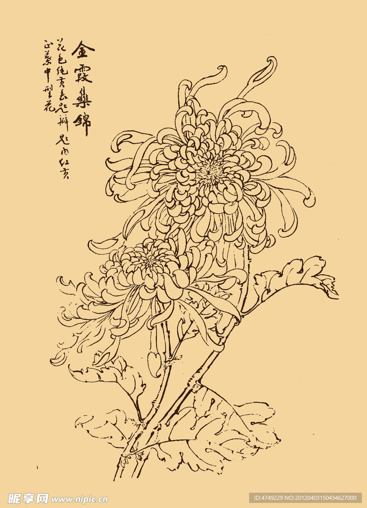 菊花