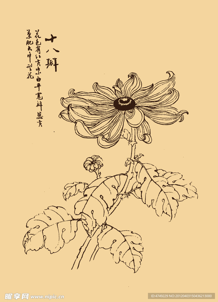 菊花