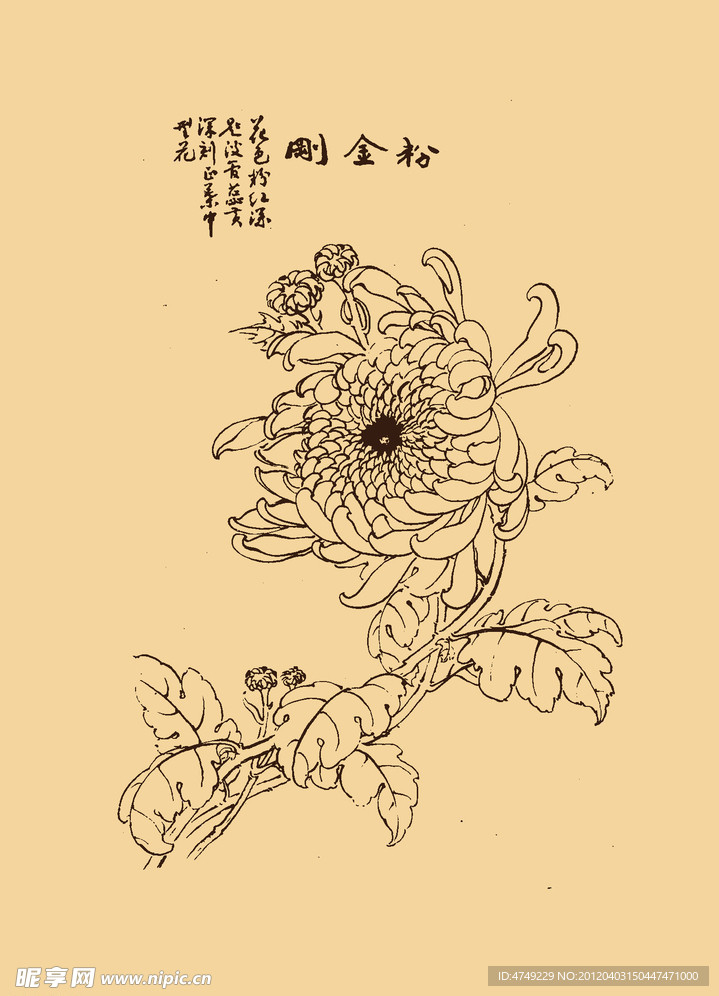 菊花