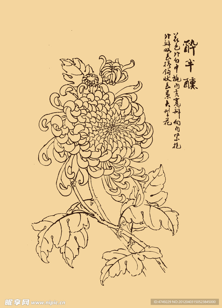 菊花