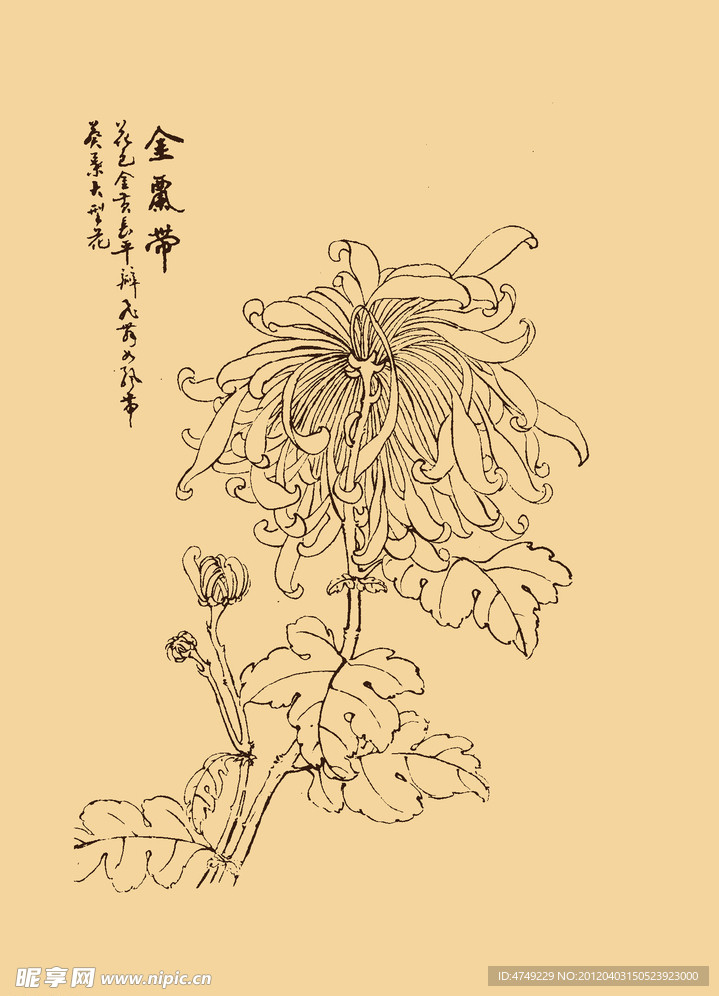 菊花