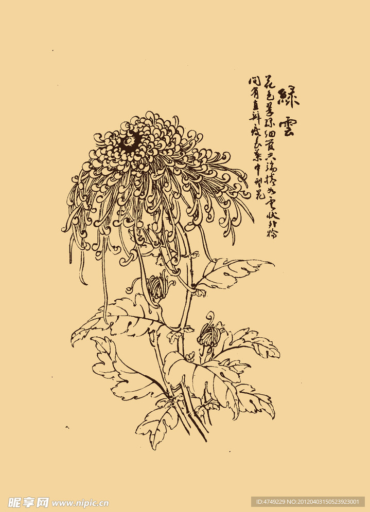 菊花