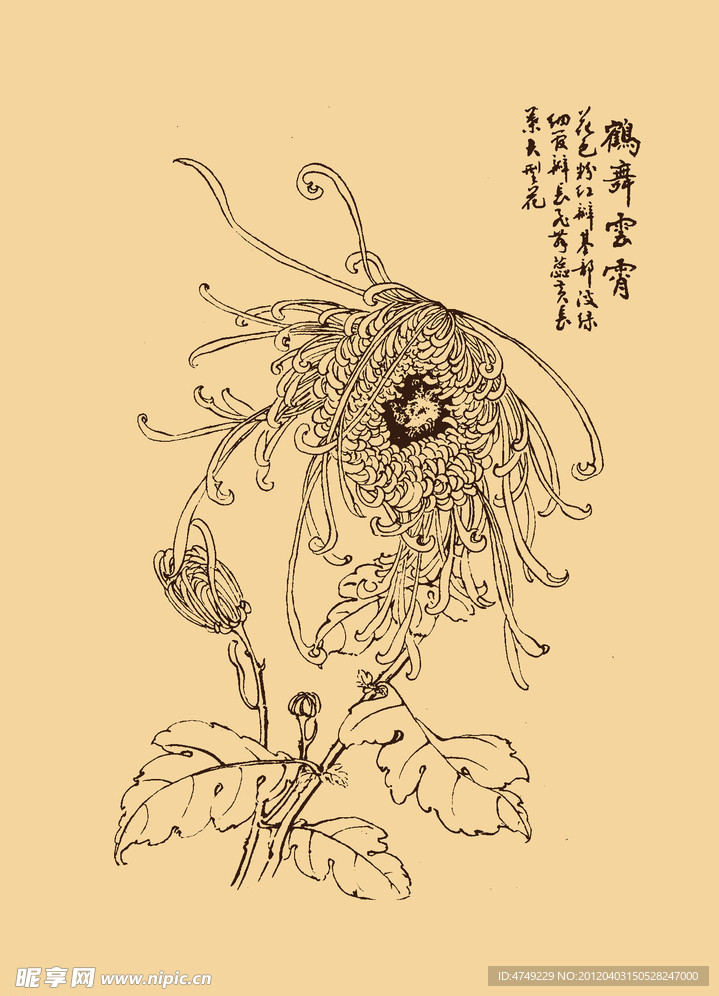 菊花