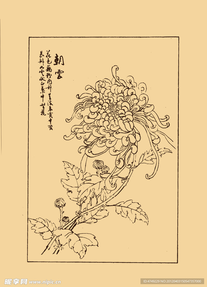 菊花
