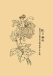 菊花