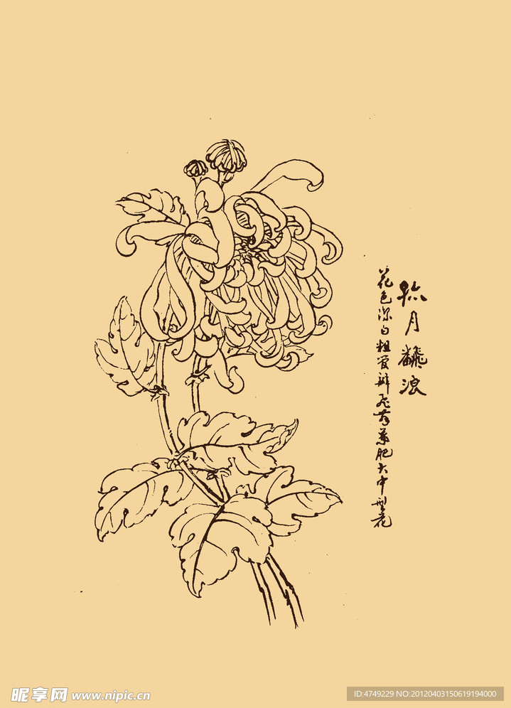 菊花