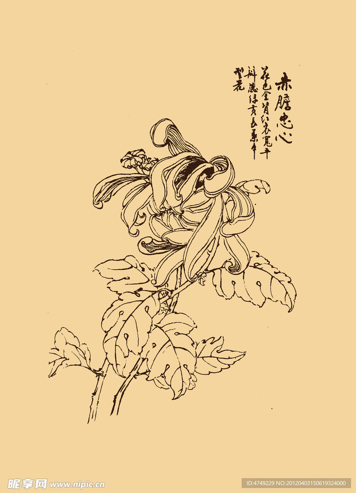 菊花