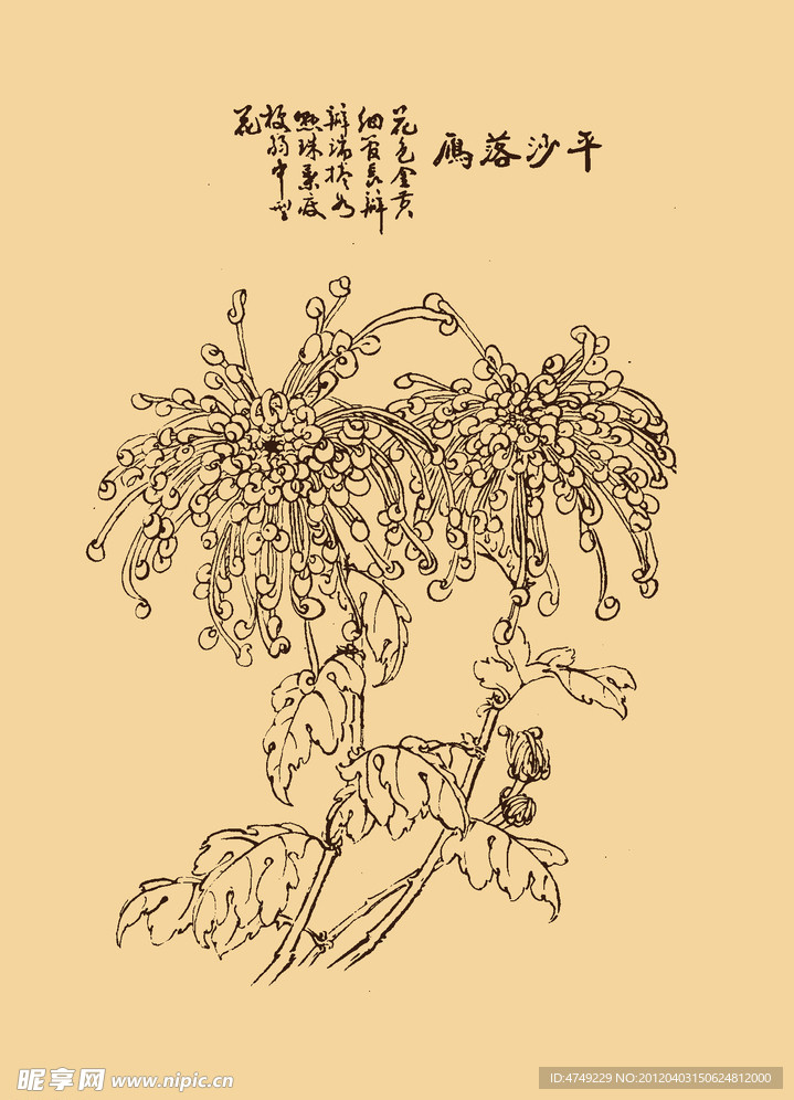 菊花