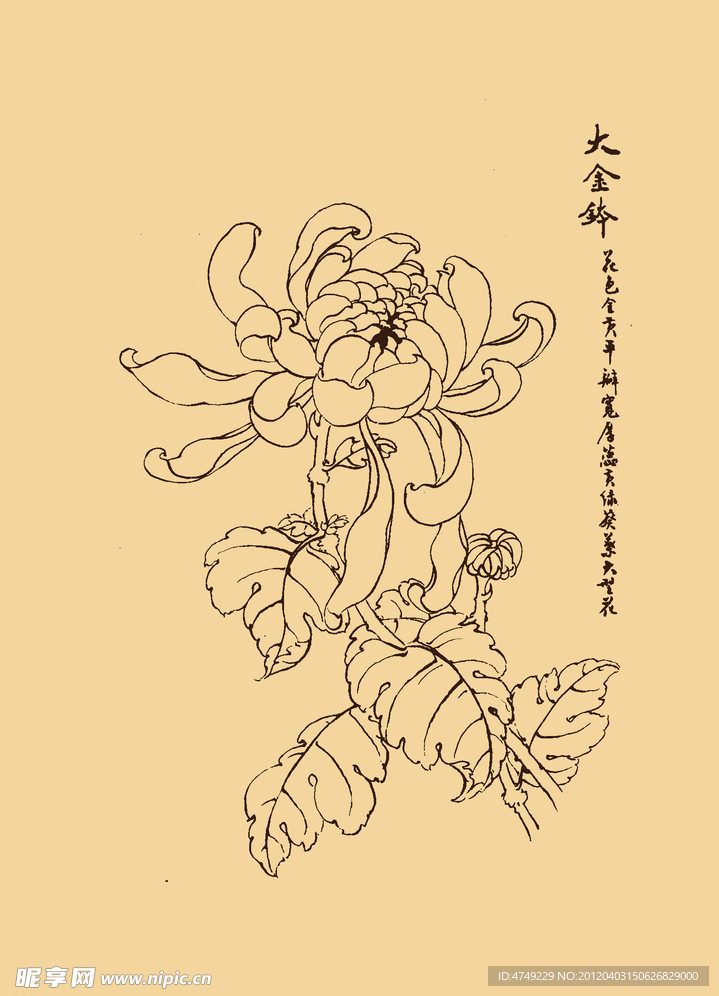 菊花