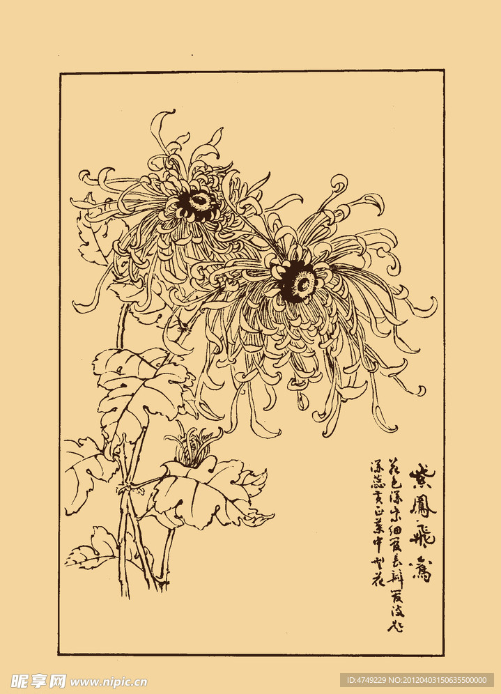 菊花