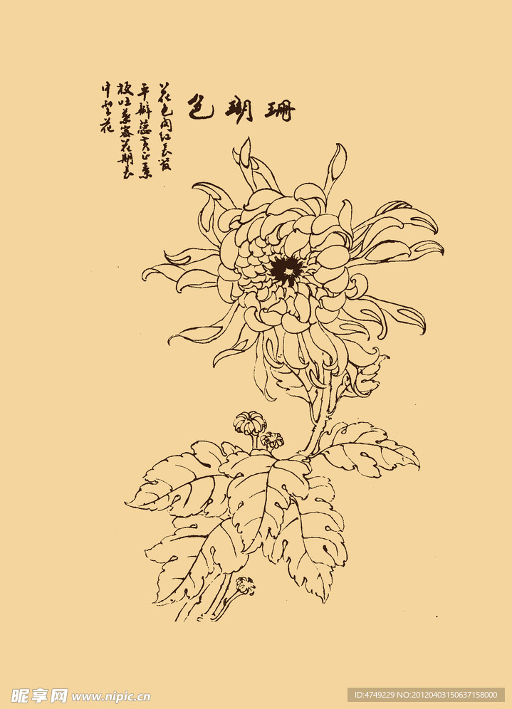 菊花