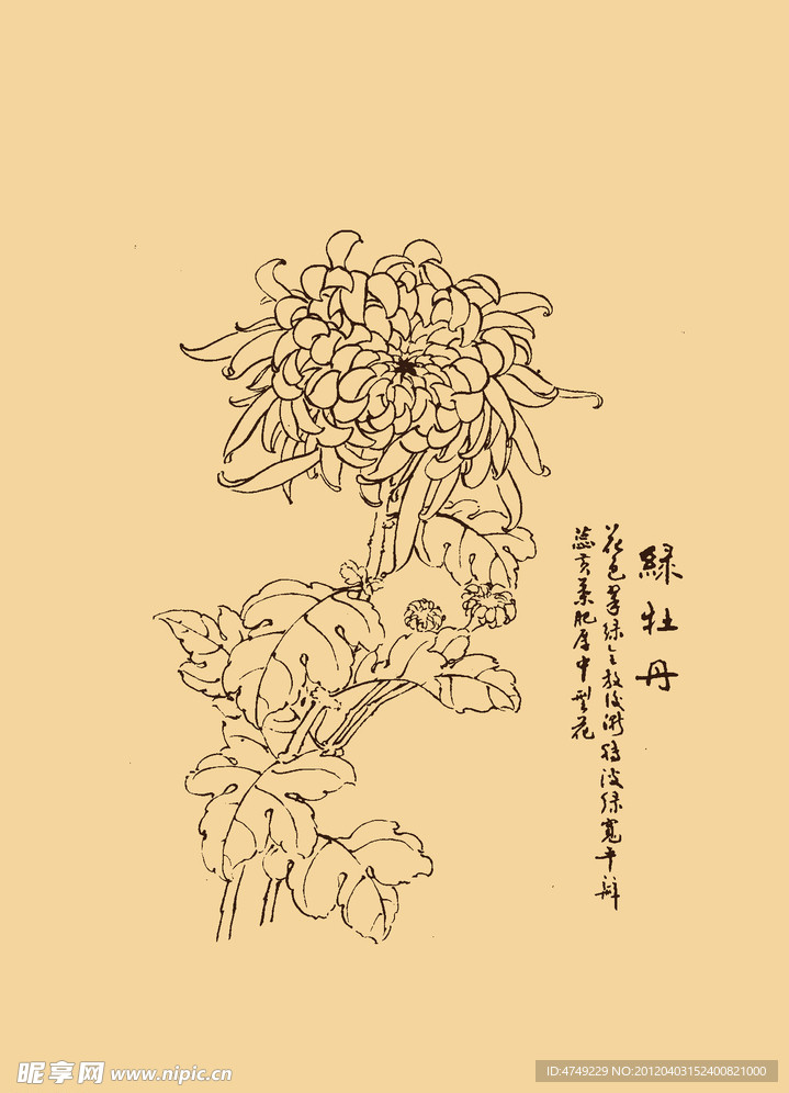 菊花