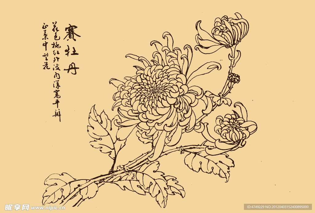 菊花