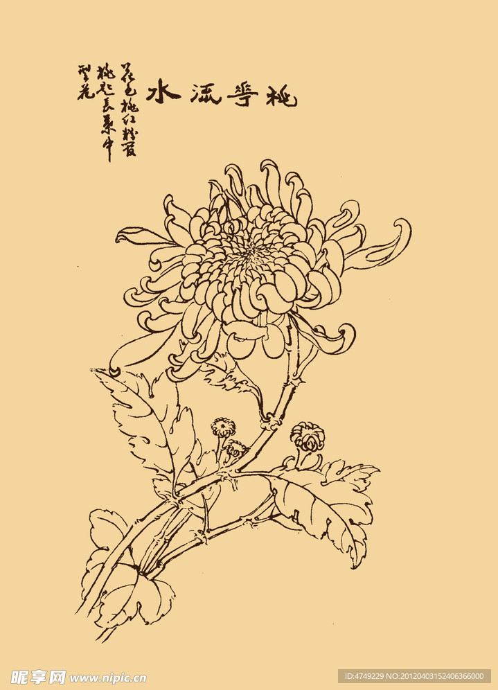 菊花