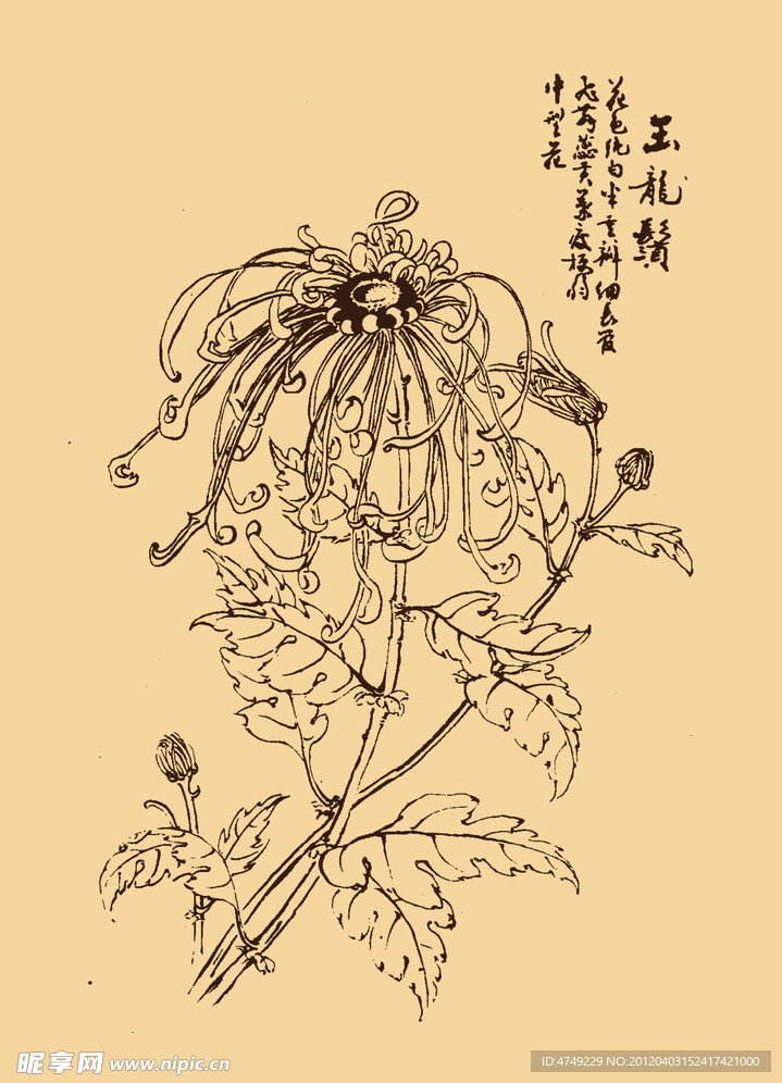 菊花
