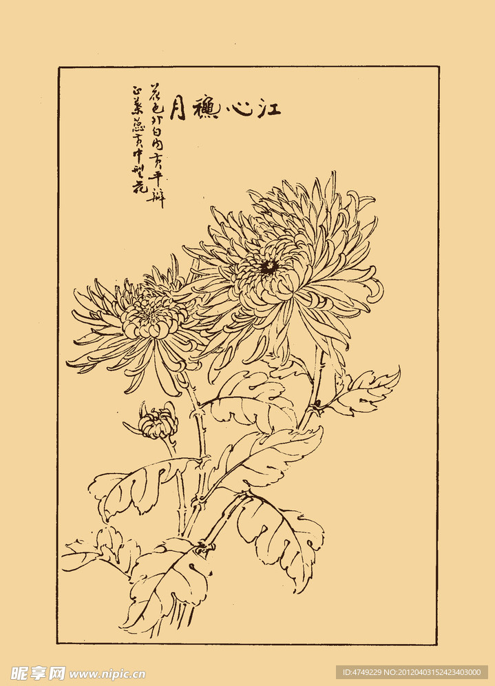 菊花