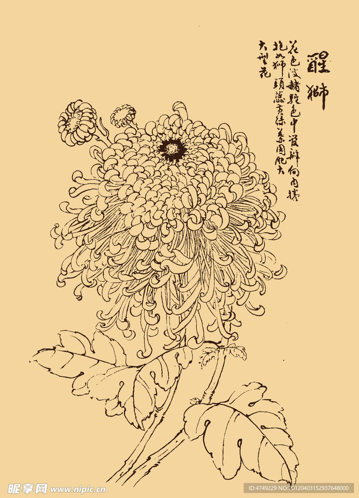 菊花