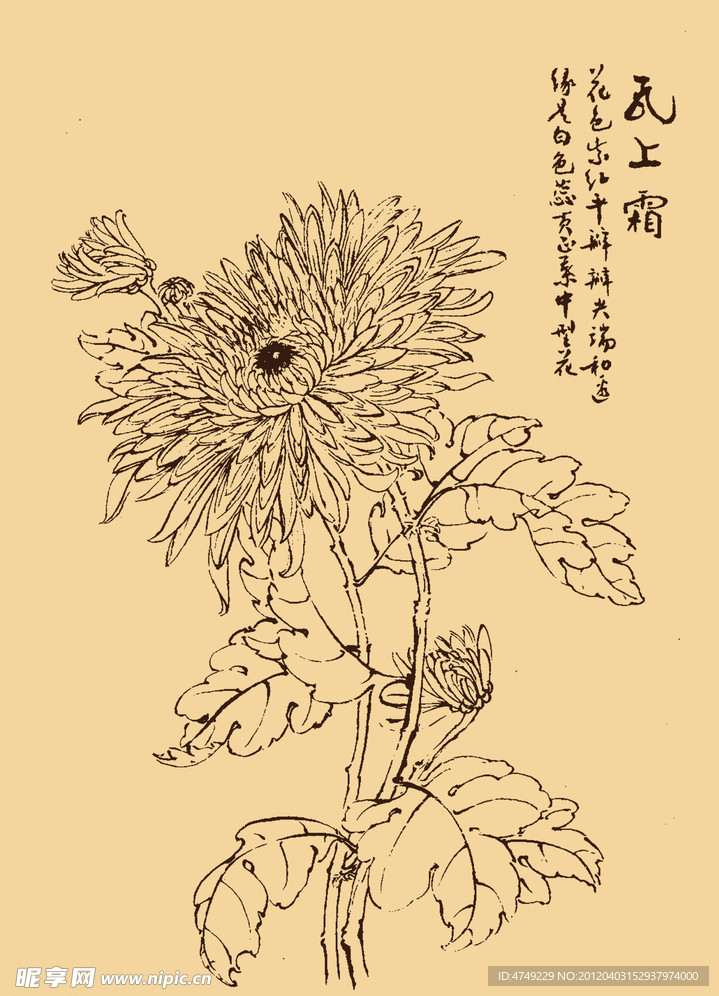 菊花