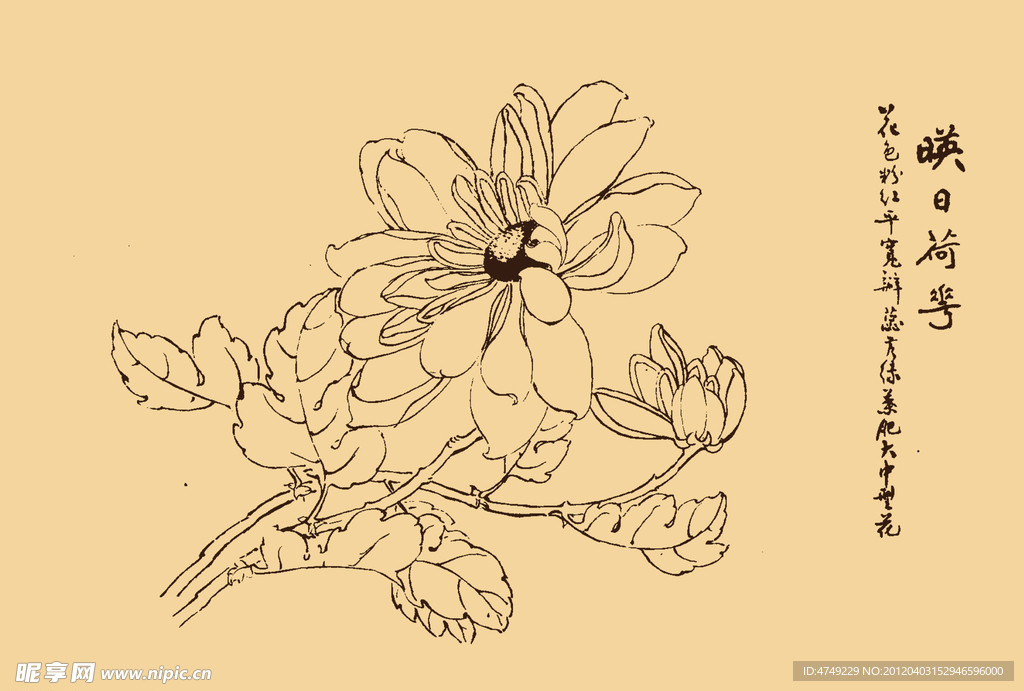 菊花