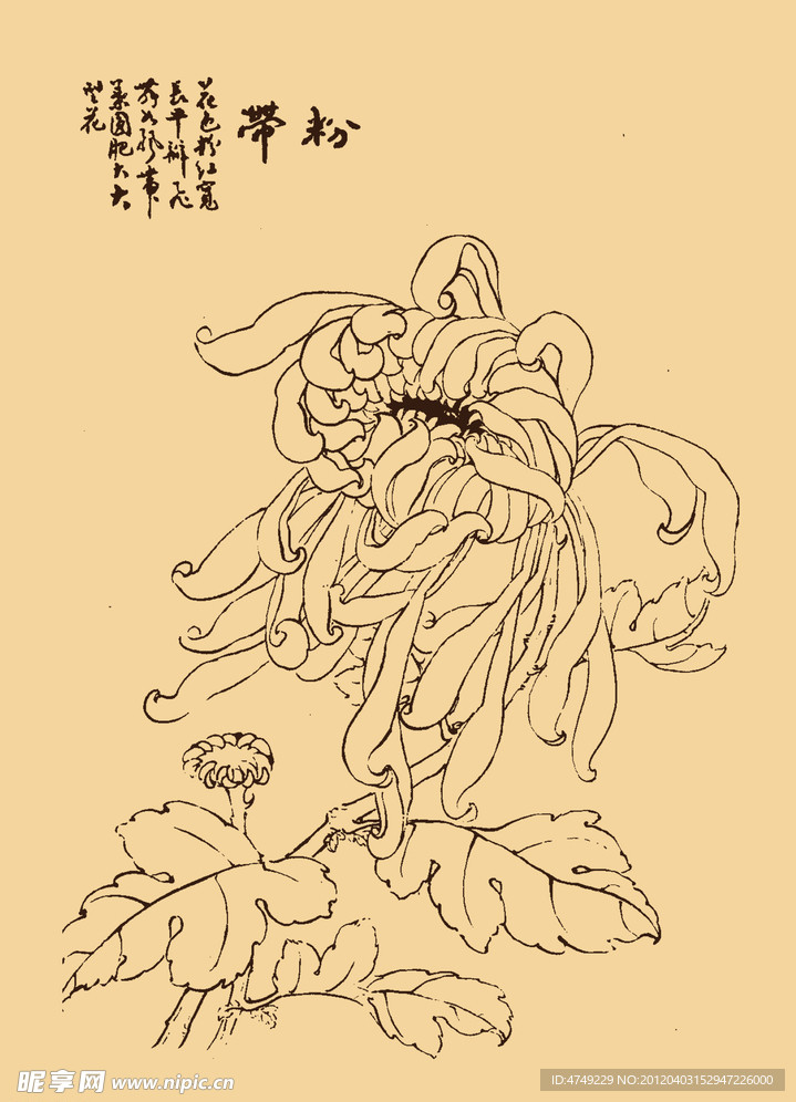 菊花