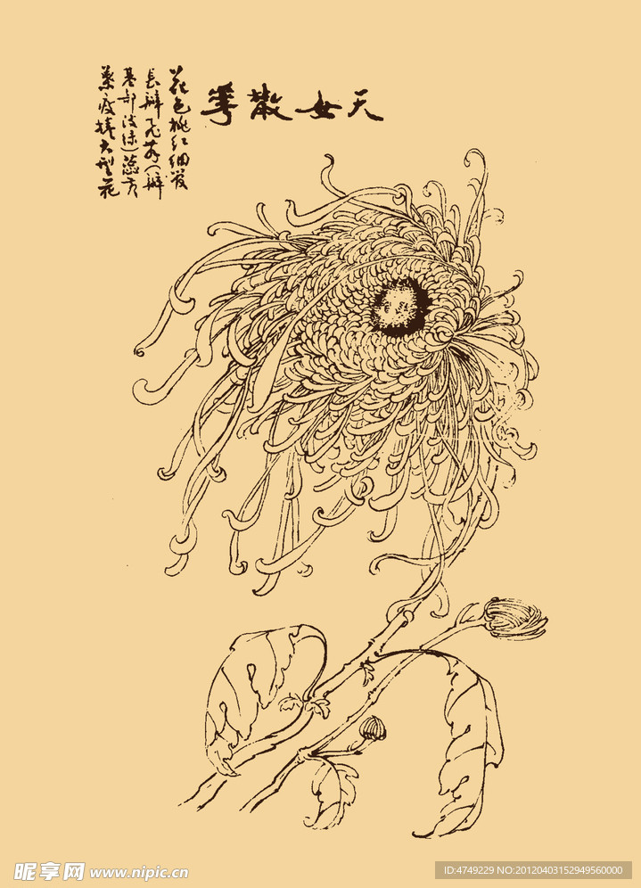 菊花