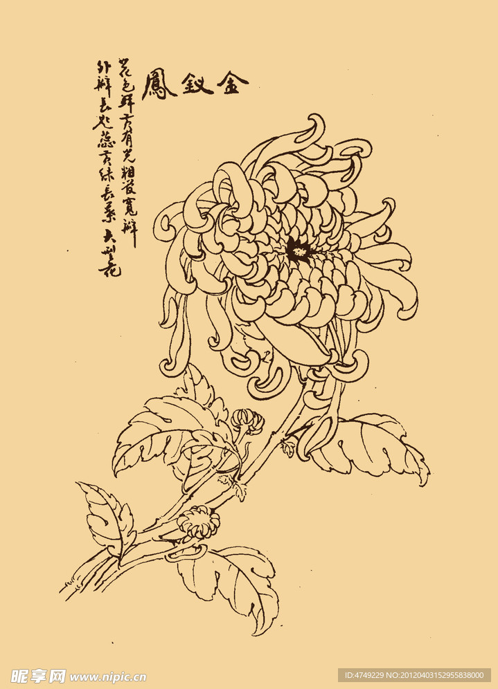 菊花