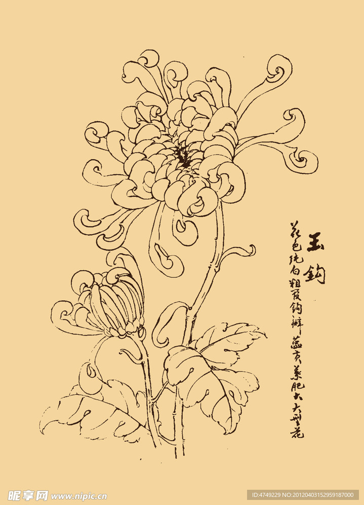 菊花