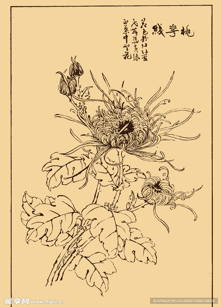 菊花